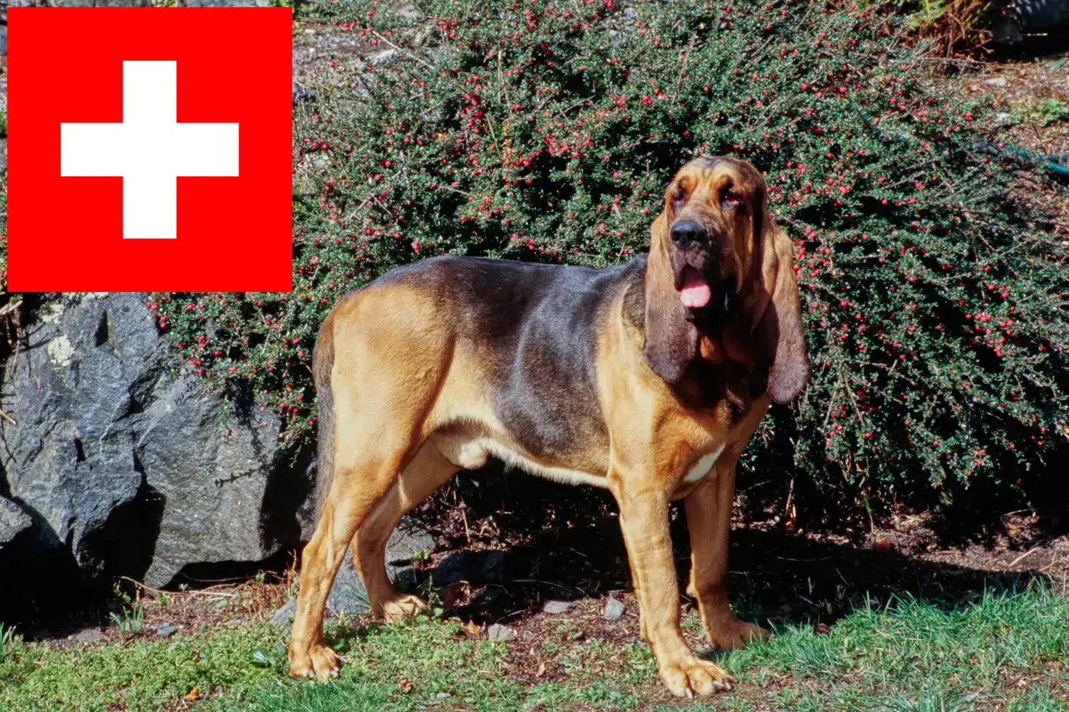 Bloodhound kölykök és tenyésztők Svájcban Itt találhat Bloodhounds tenyésztőket Svájcban.