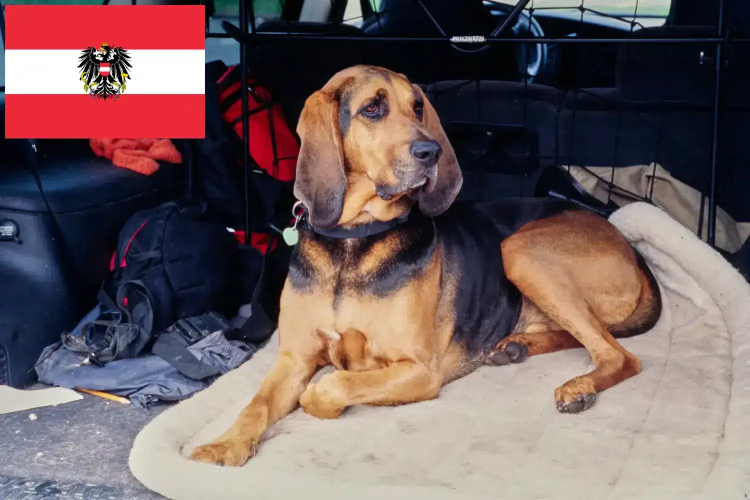 Véreb kiskutyák és tenyésztők Ausztria Itt találhat Bloodhounds tenyésztőket Ausztriában.