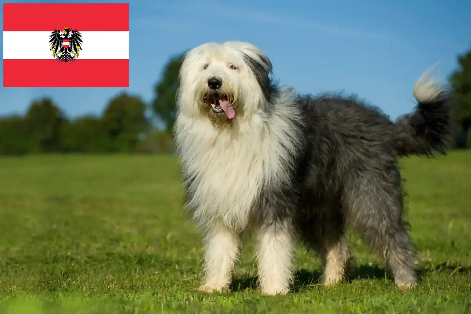 Bobtail kiskutyák és tenyésztők Ausztria Itt találhat Bobtails tenyésztőket Ausztriában.