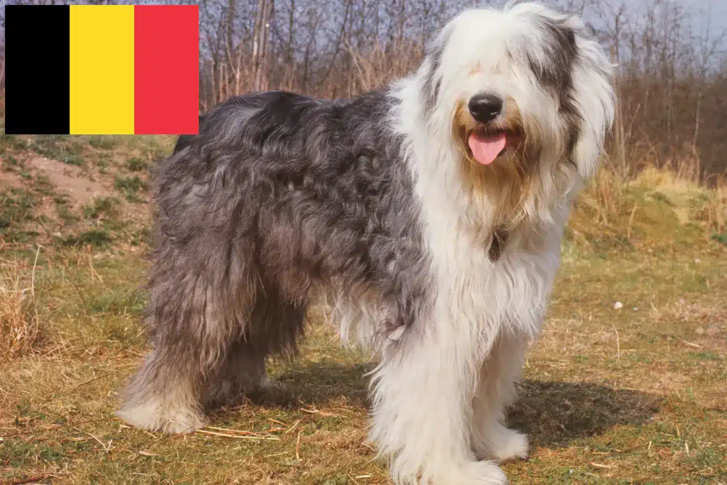 Bobtail kiskutyák és tenyésztők Belgium Itt találhat Bobtails tenyésztőket Belgiumban.