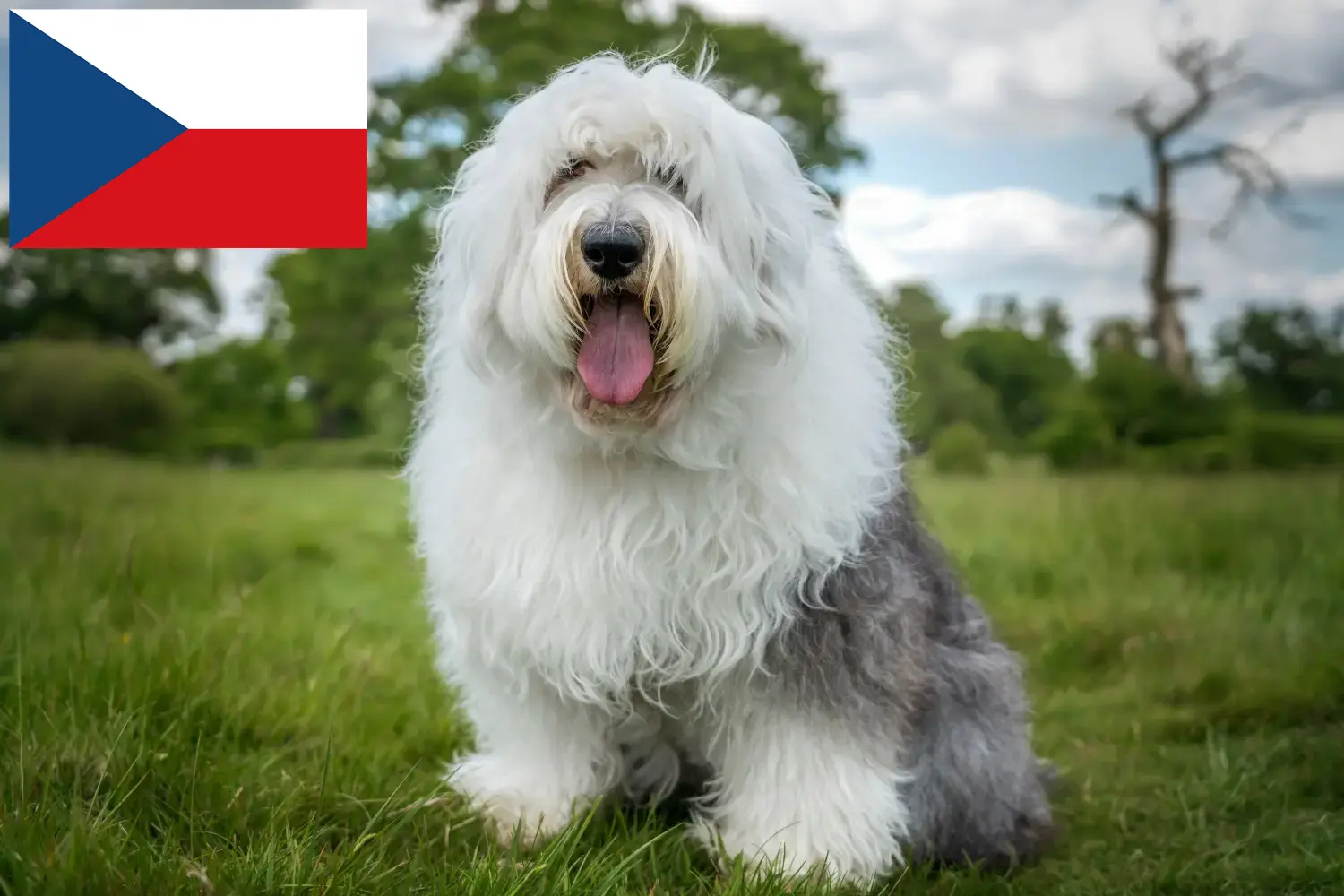 Bobtail kiskutyák és tenyésztők Csehország Itt találhat Bobtails tenyésztőket Csehországban.