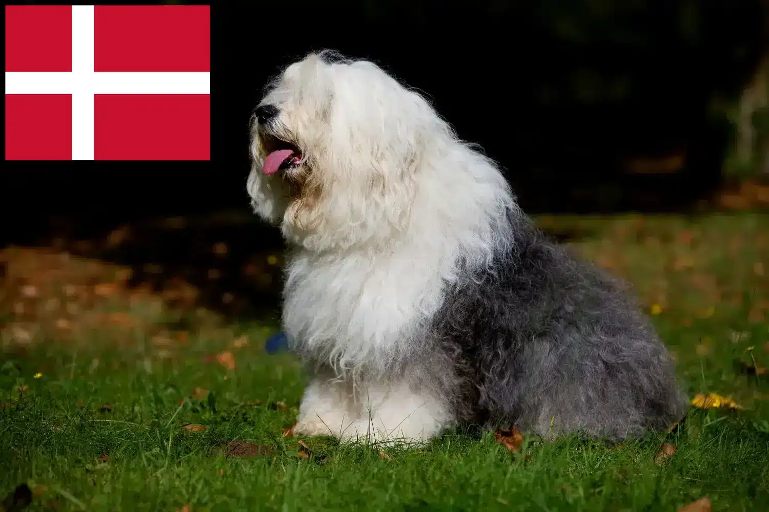 Bobtail kiskutyák és tenyésztők Dánia Itt találhat Bobtails tenyésztőket Dánia területén.