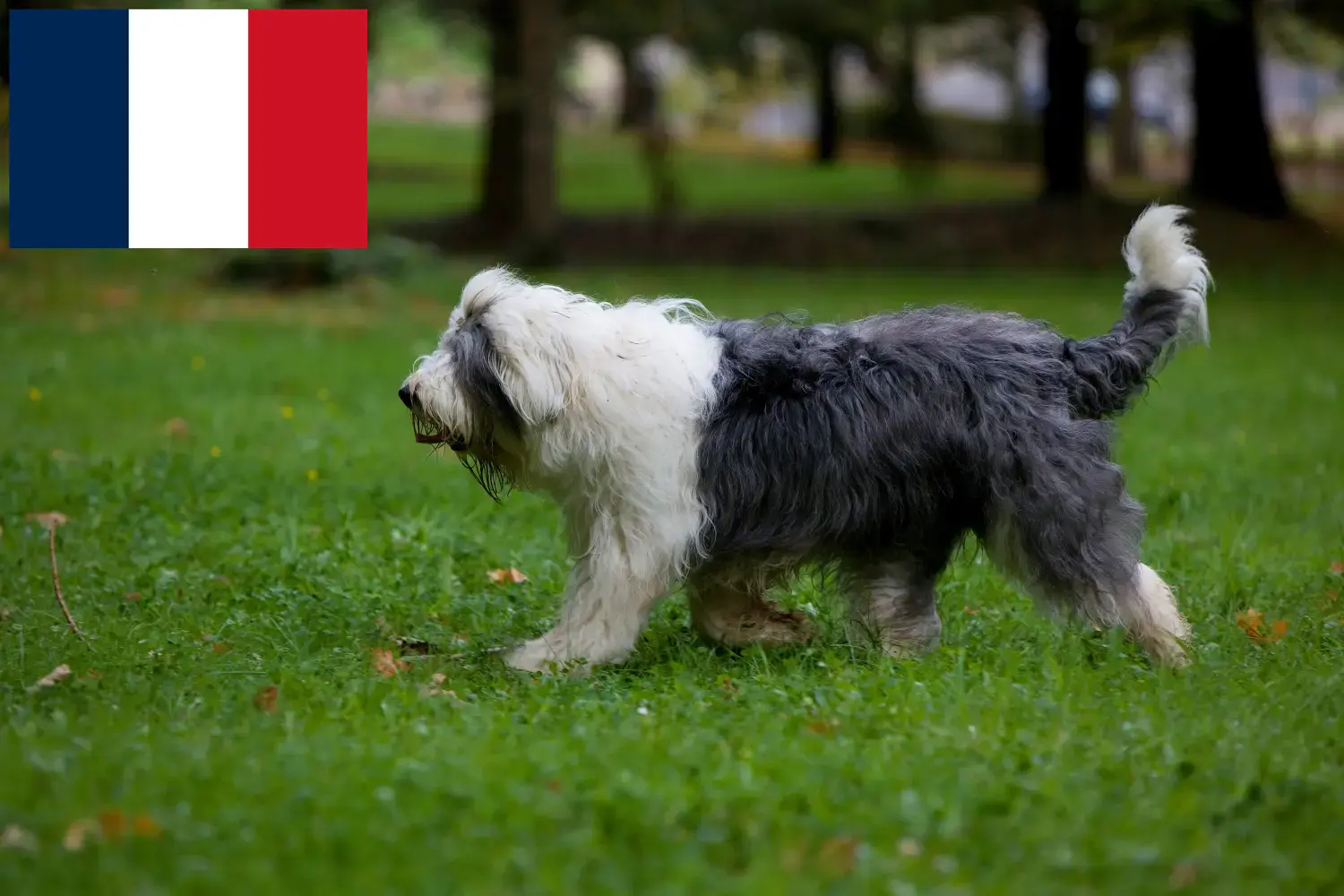Bobtail kiskutyák és tenyésztők Franciaország Itt találhat Bobtails tenyésztőket Franciaországban.