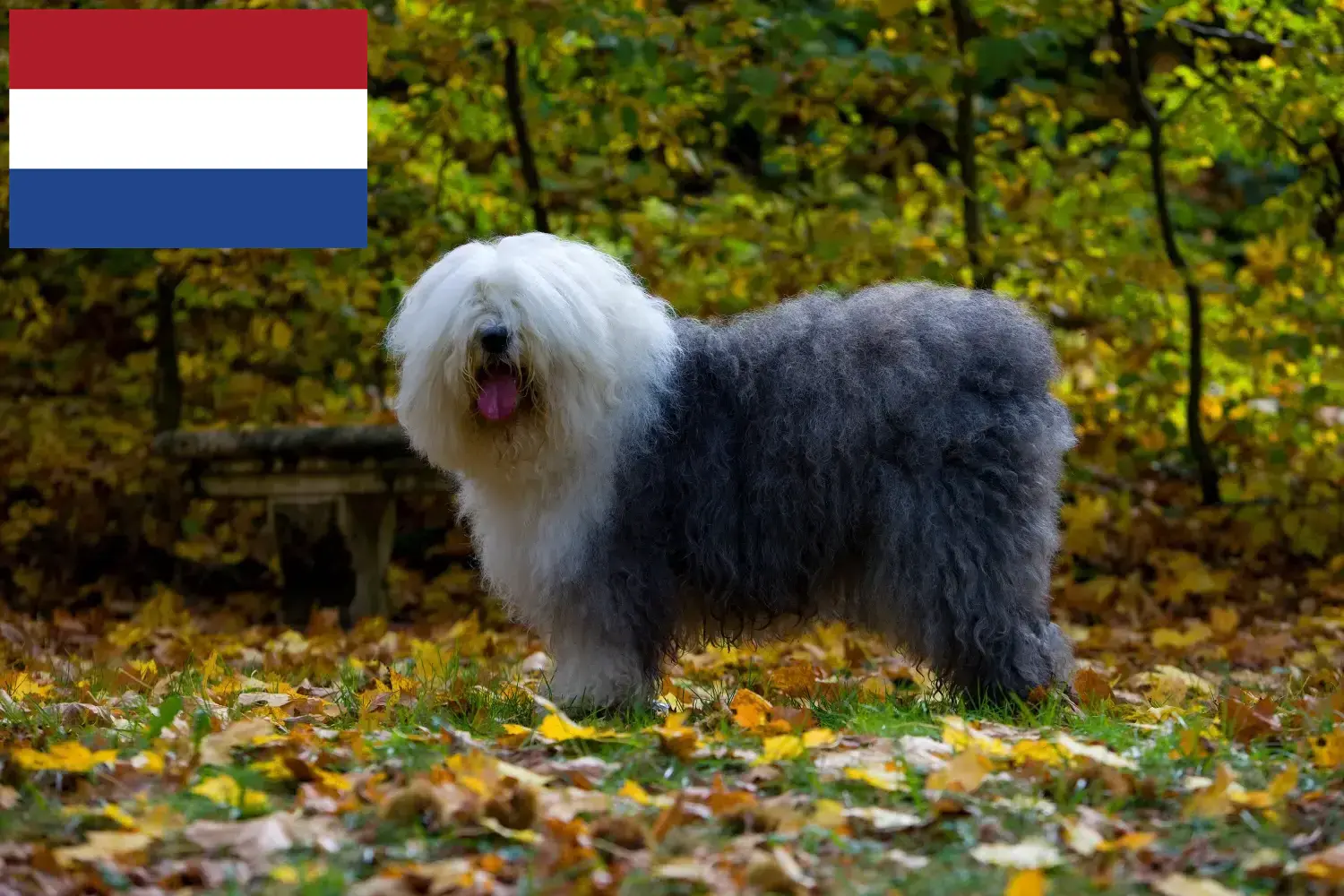 Bobtail kiskutyák és tenyésztők Hollandia Itt találhat Bobtails tenyésztőket Hollandia területén.