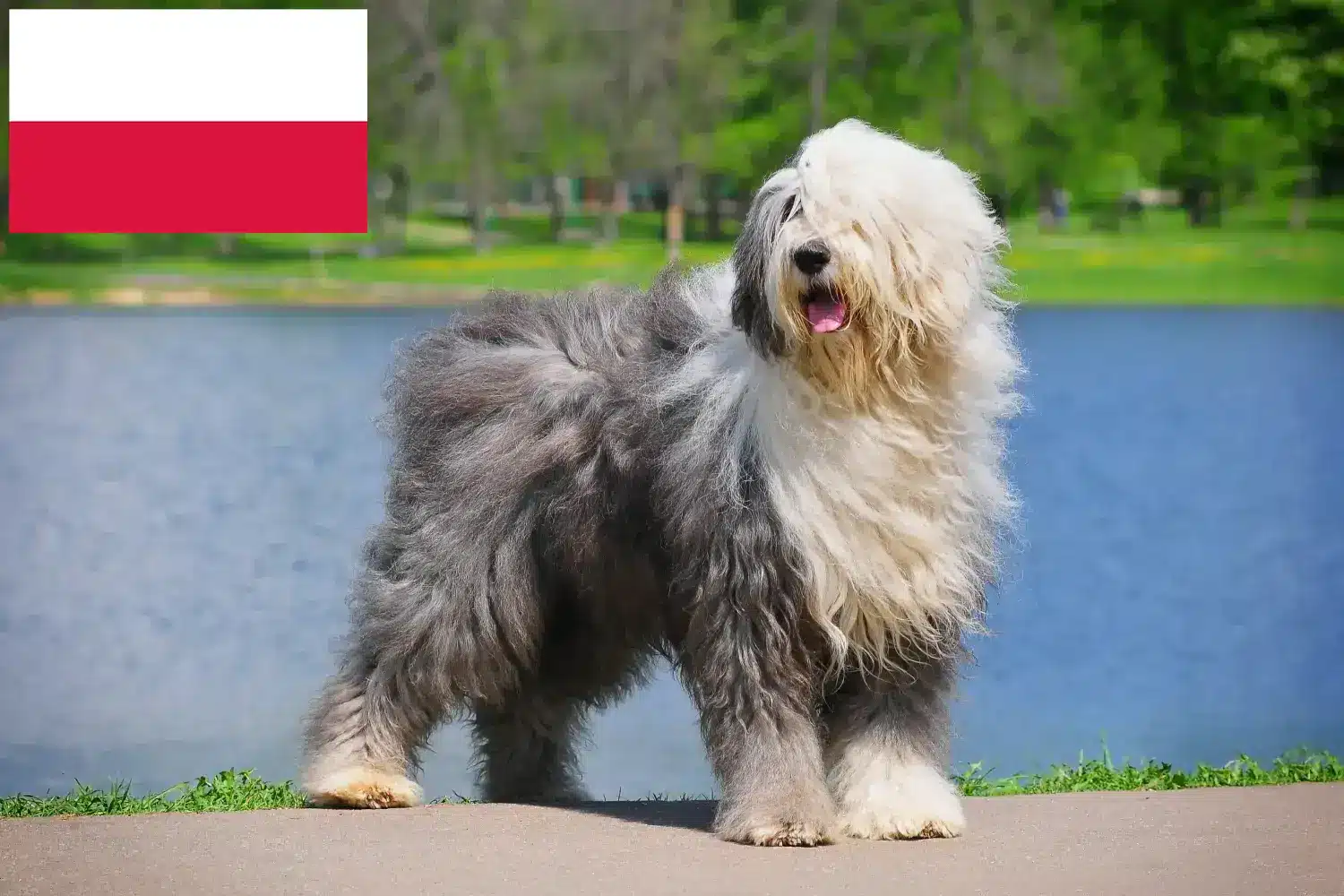 Bobtail kiskutyák és tenyésztők Lengyelország Itt találhat Bobtails tenyésztőket Lengyelországban.