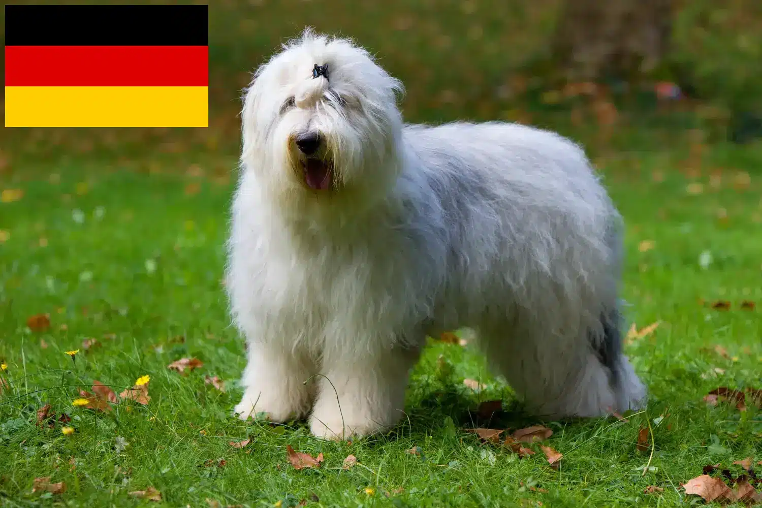 Bobtail kiskutyák és tenyésztők Németország Itt találhat Bobtails tenyésztőket Németországban.