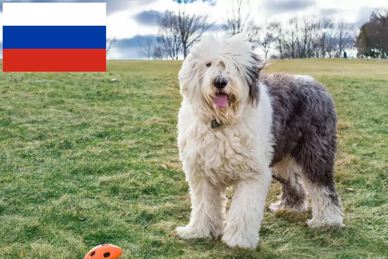 Bobtail kiskutyák és tenyésztők Oroszország Itt találhat Bobtails tenyésztőket Oroszországban.