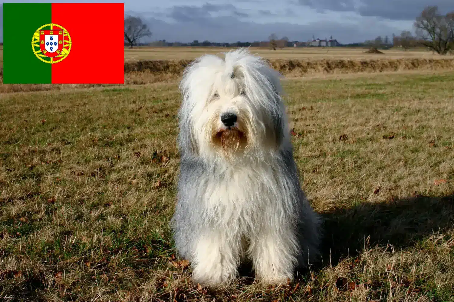 Bobtail kiskutyák és tenyésztők Portugália Keresse meg a Bobtails tenyésztőket Portugália területén itt.