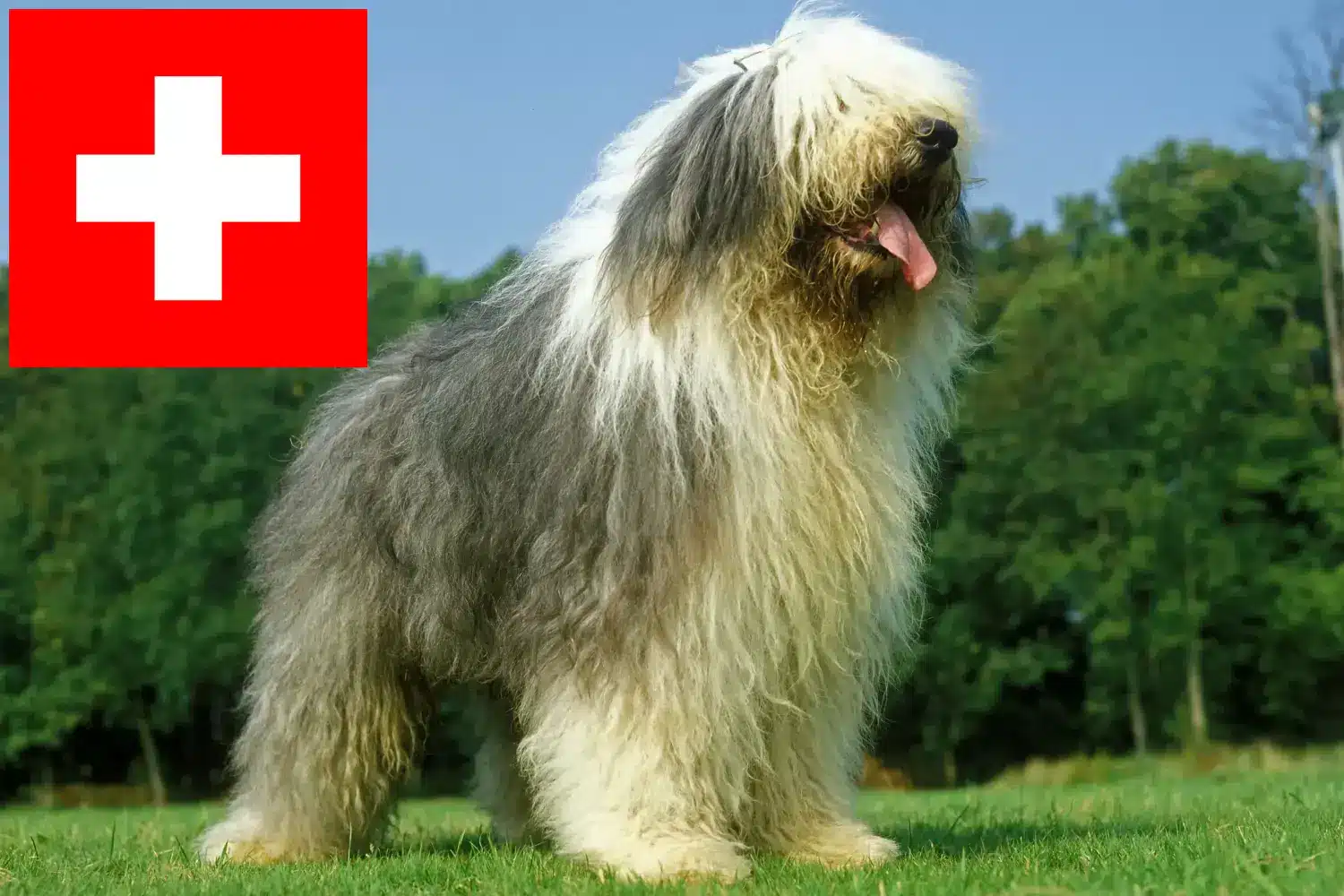 Bobtail kiskutyák és tenyésztők Svájc Itt találhat Bobtails tenyésztőket Svájcban.