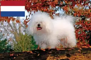 Read more about the article Bolognai tenyésztők és kölykök Hollandiában