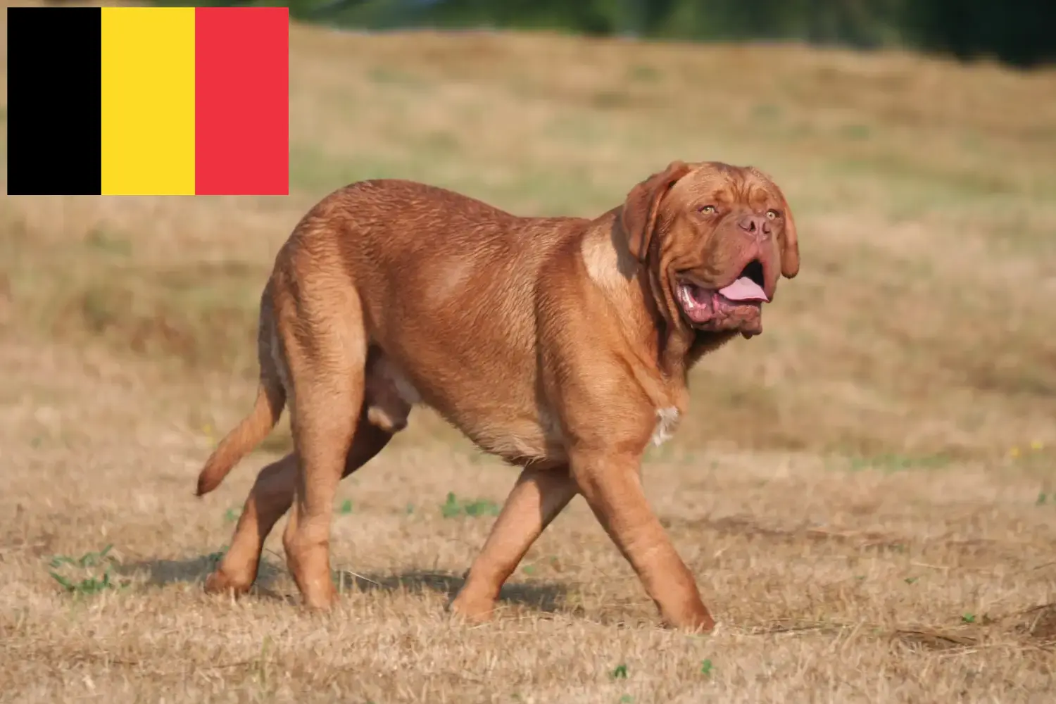 Bordeaux-i dög kiskutyák és tenyésztők Belgium Itt talál bordeaux-i dog tenyésztőket Belgiumban.