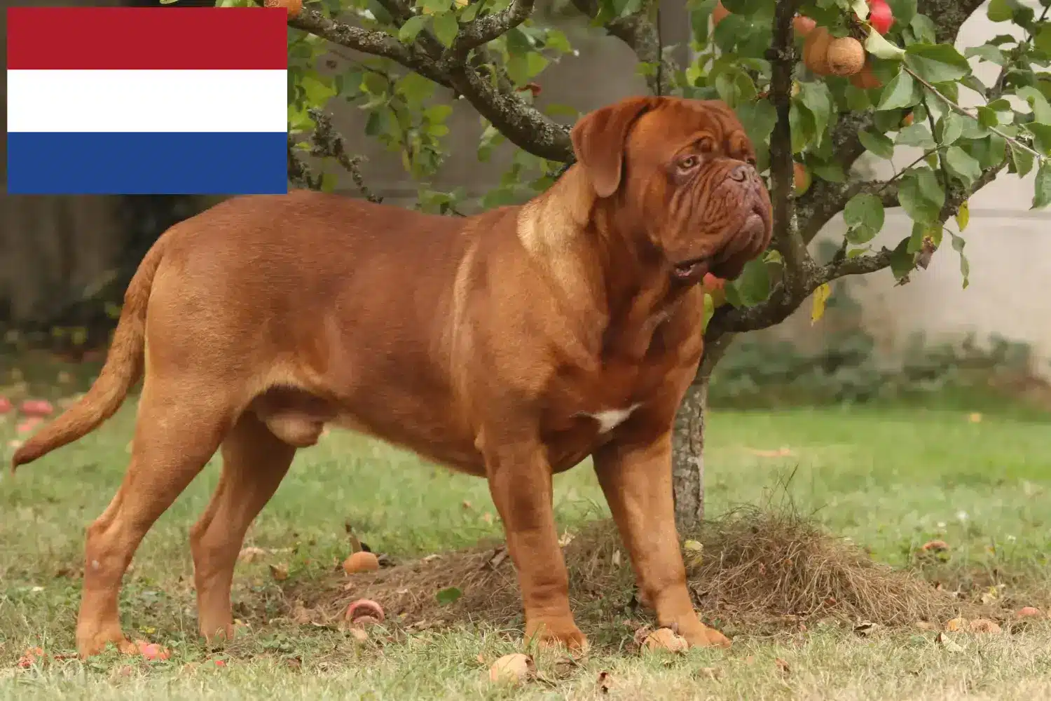 Bordeaux-i doga kölykök és tenyésztők Hollandia Itt talál bordeaux-i dog tenyésztőket Hollandiában.