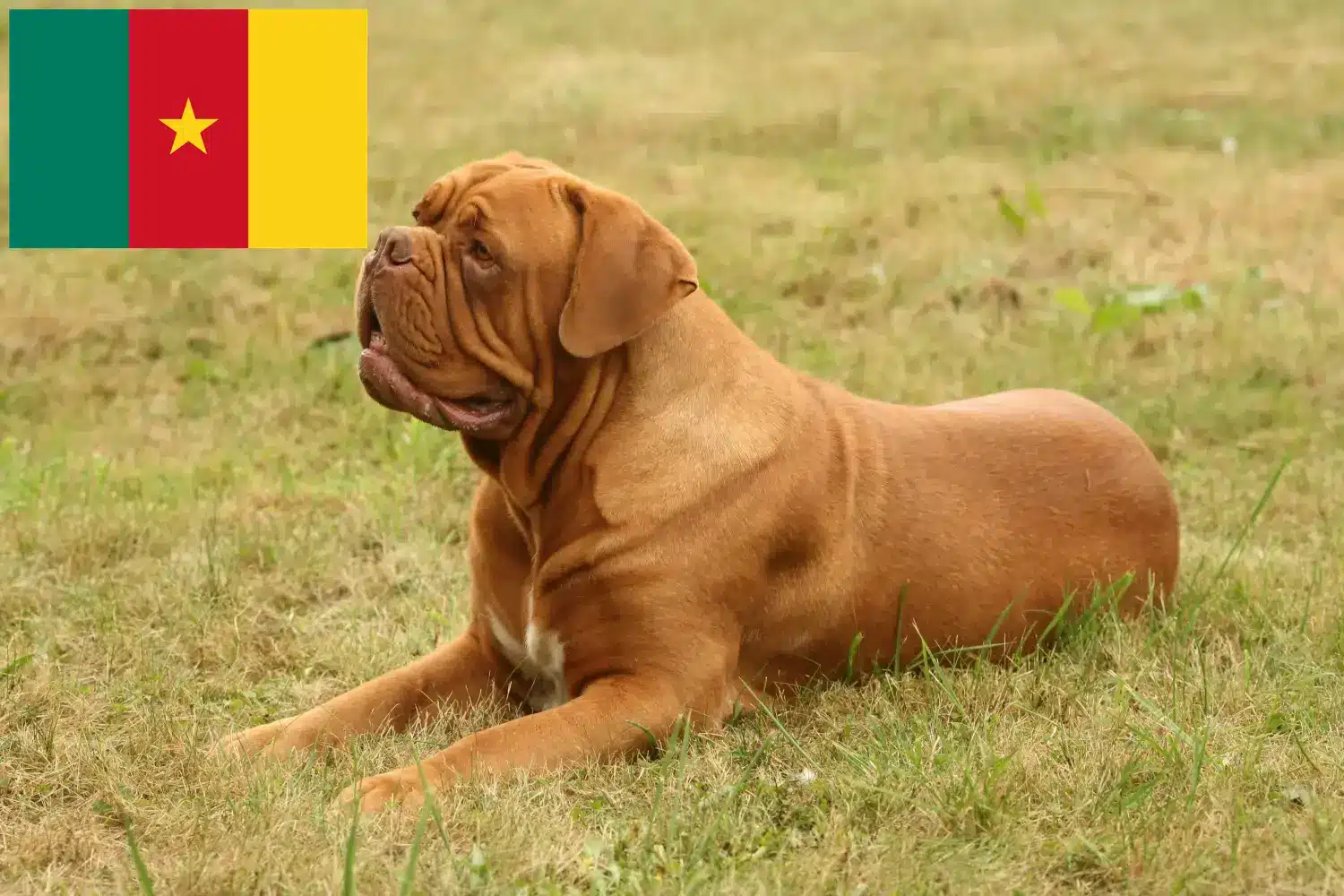 Bordeaux-i dög kiskutyák és tenyésztők Kamerun Itt talál bordeaux-i dog tenyésztőket Kamerunban.
