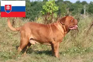 Read more about the article Bordeaux-i dog tenyésztők és kölykök Szlovákiában