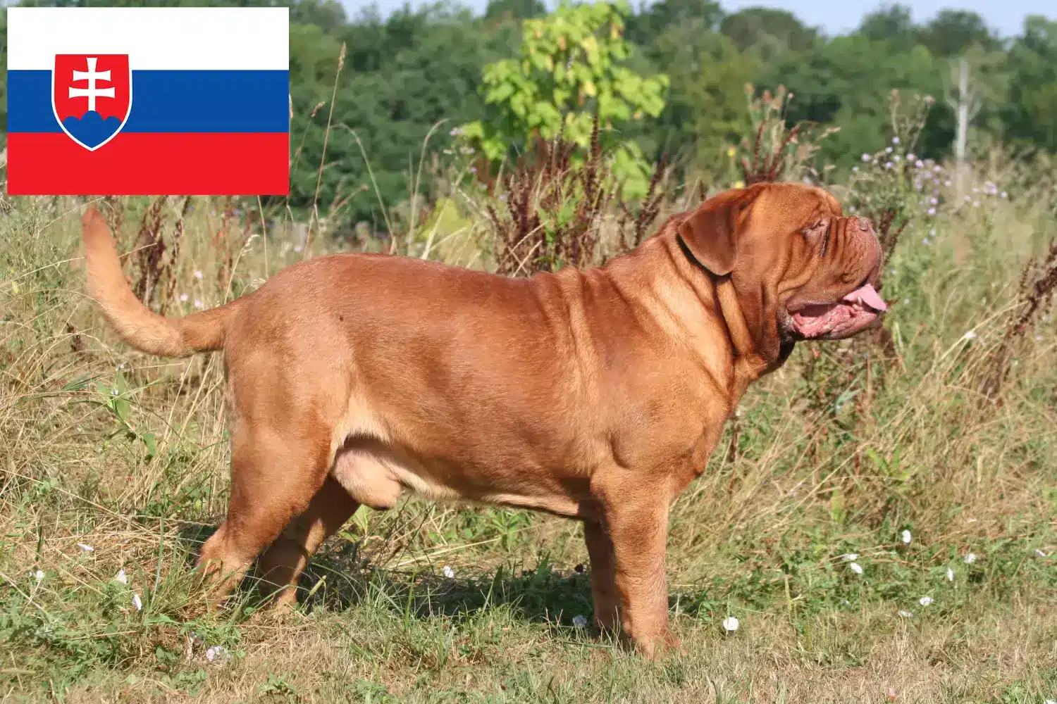 Bordeaux-i dög kiskutyák és tenyésztő Szlovákia Itt talál bordeaux-i dog tenyésztőket Szlovákiában.