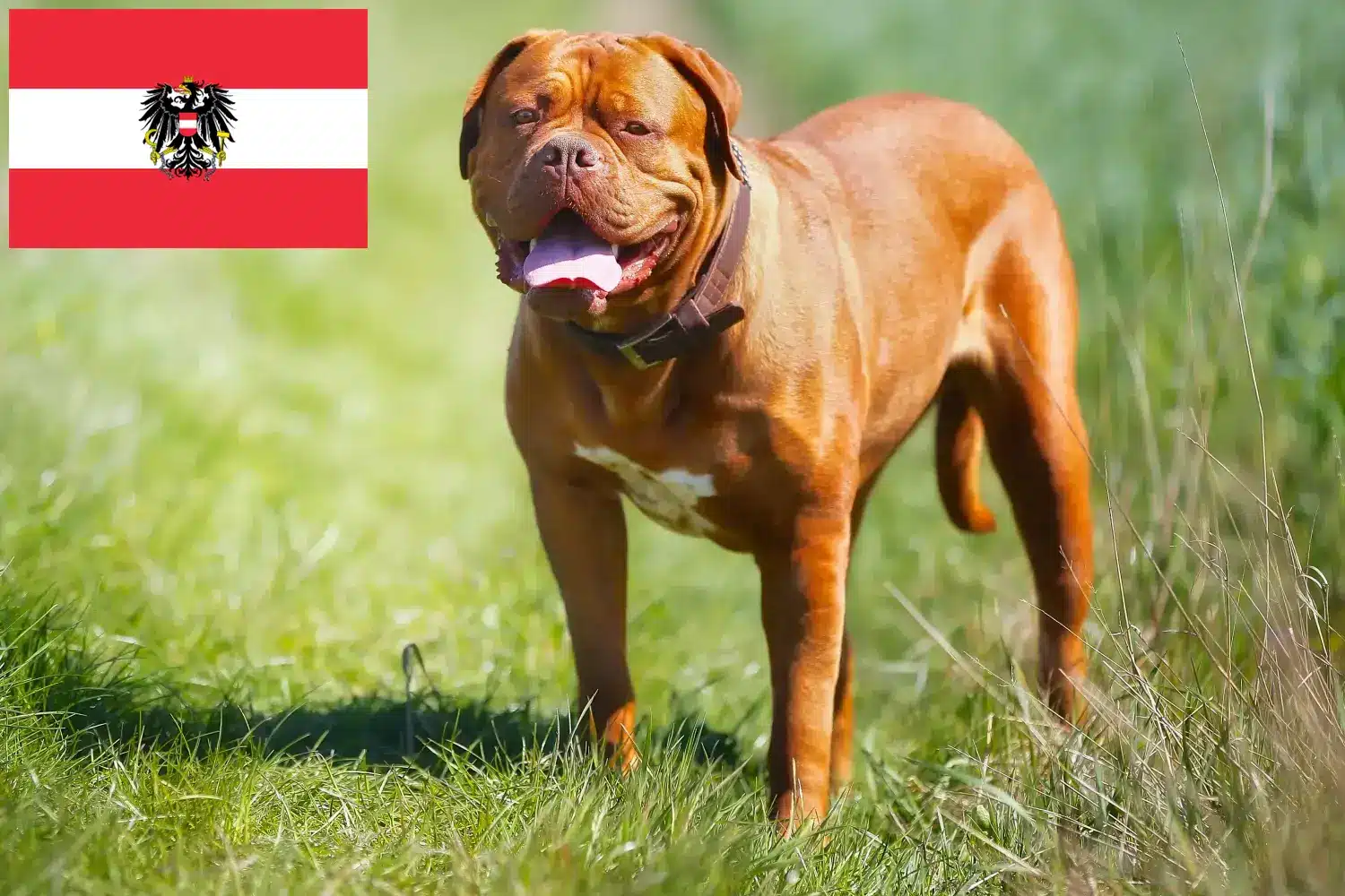 Bordeaux-i dög kiskutyák és tenyésztők Ausztria Itt talál bordeaux-i dog tenyésztőket Ausztriában.