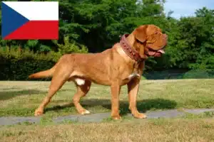 Read more about the article Bordeaux-i dog tenyésztők és kölykök Csehországban
