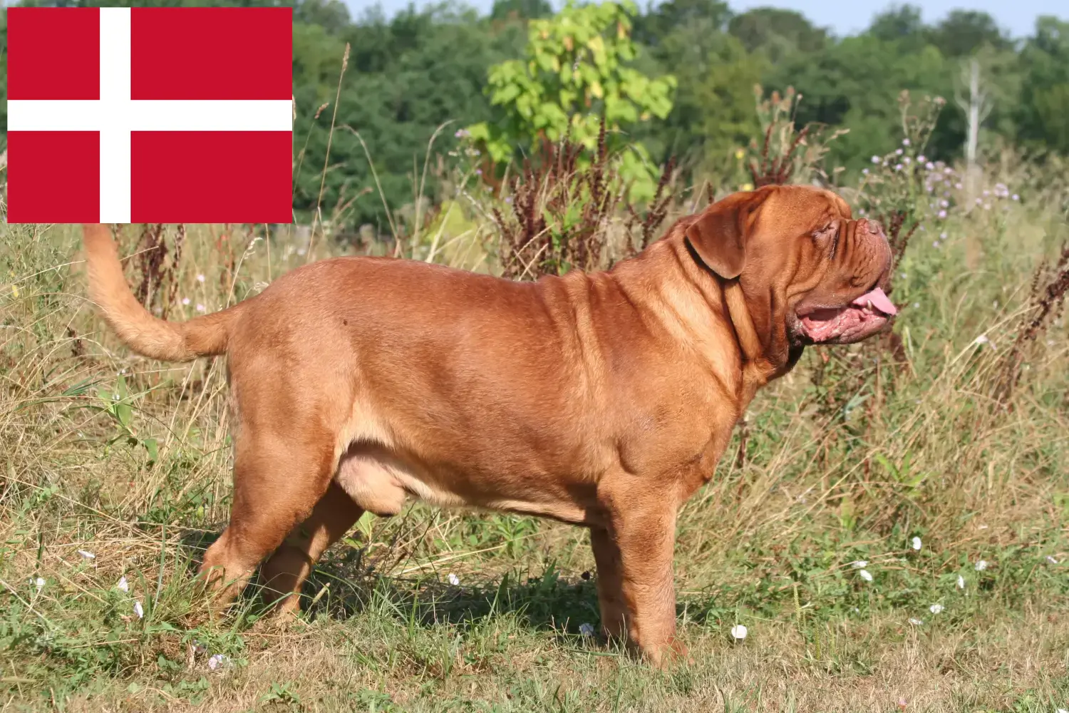 Bordeaux-i dógue kölykök és tenyésztő Dánia Itt talál bordeaux-i dog tenyésztőket Dániában.