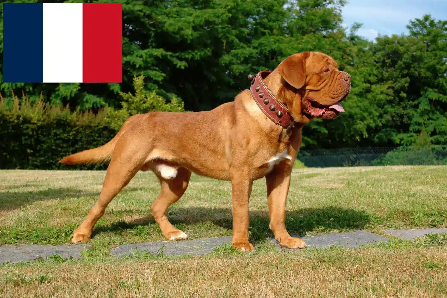 Bordeaux-i dög kiskutyák és tenyésztők Franciaország Itt talál bordeaux-i dog tenyésztőket Franciaországban.