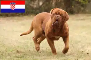 Read more about the article Bordeaux-i dog tenyésztők és kölykök Horvátországban