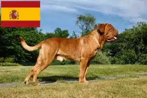 Read more about the article Bordeaux-i dog tenyésztők és kölykök Spanyolországban