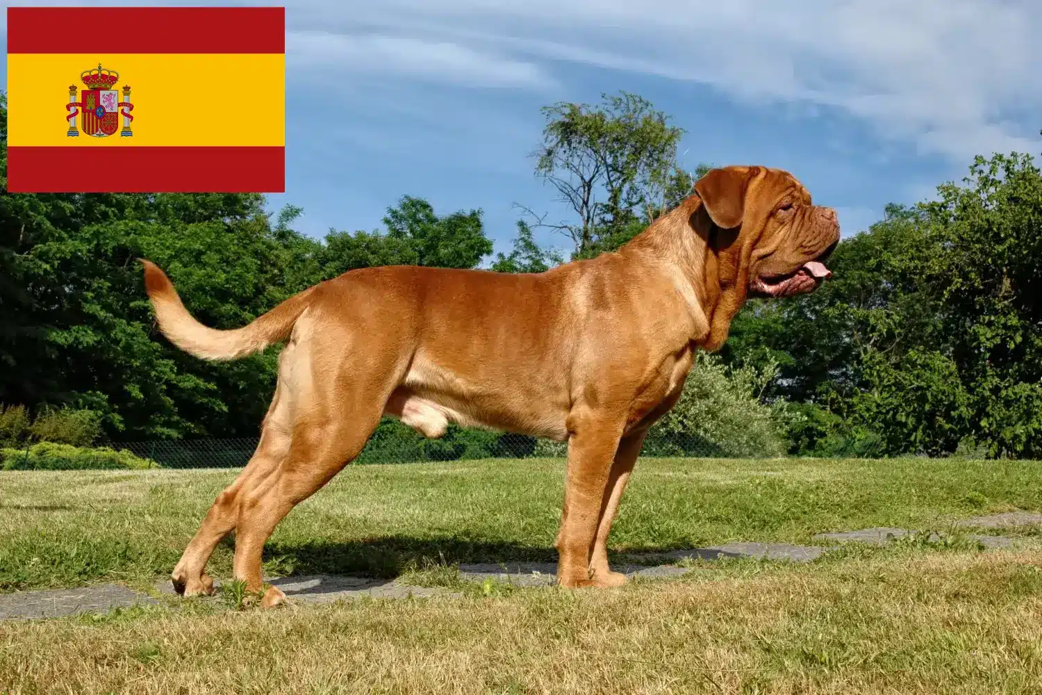 Bordeaux-i dogue kölykök és tenyésztők Spanyolországban Itt talál bordeaux-i dog tenyésztőket Spanyolországban.