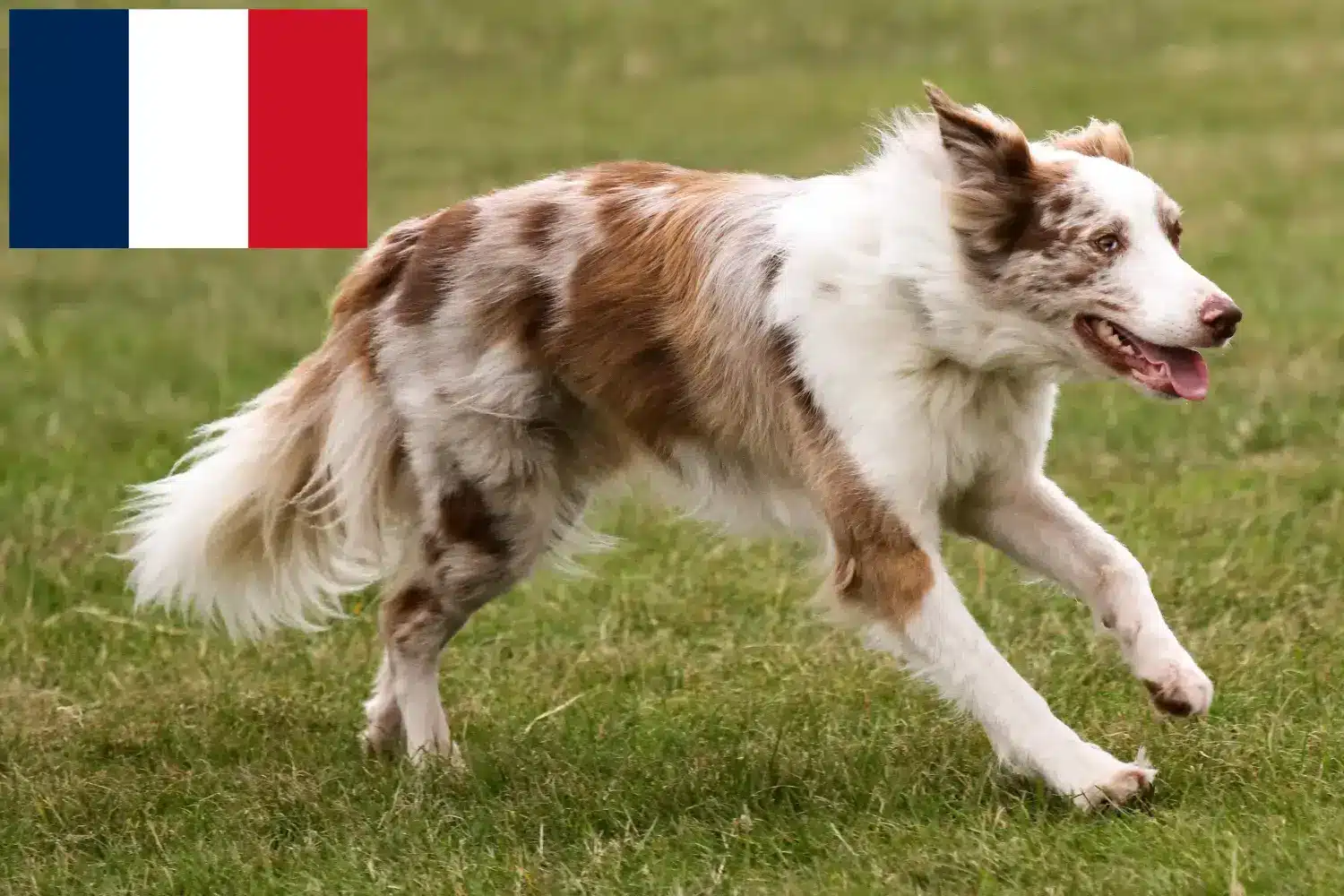 Border Collie kiskutyák és tenyésztők Franciaország Border Collie tenyésztők keresése Franciaországban.