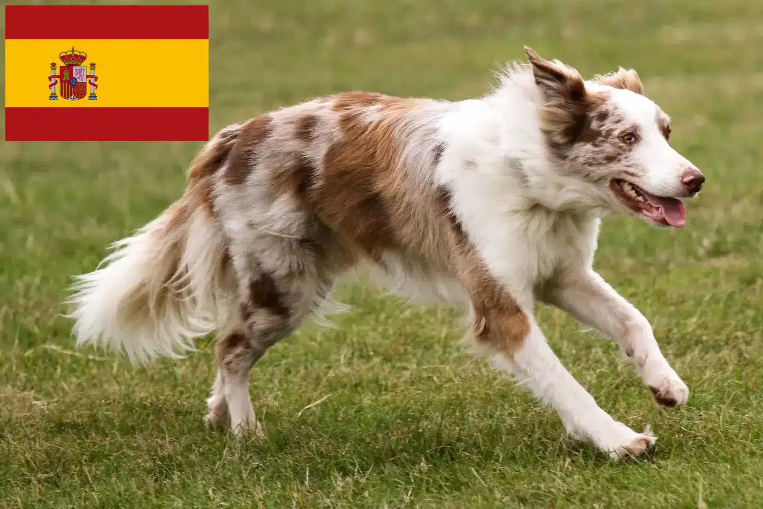Border Collie kiskutyák és tenyésztők Spanyolországban Border Collie tenyésztők keresése Spanyolországban.