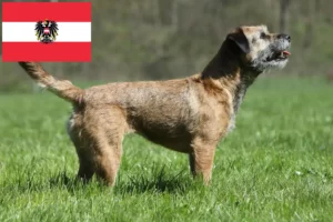 Read more about the article Borderterrier tenyésztők és kölykök Ausztriában