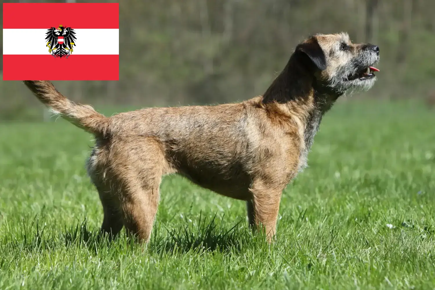 Border terrier kölykök és tenyésztők Ausztria Itt megtalálhatja a Borderterrier tenyésztőket Ausztriában.