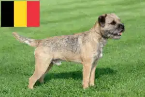 Read more about the article Borderterrier tenyésztők és kölykök Belgiumban