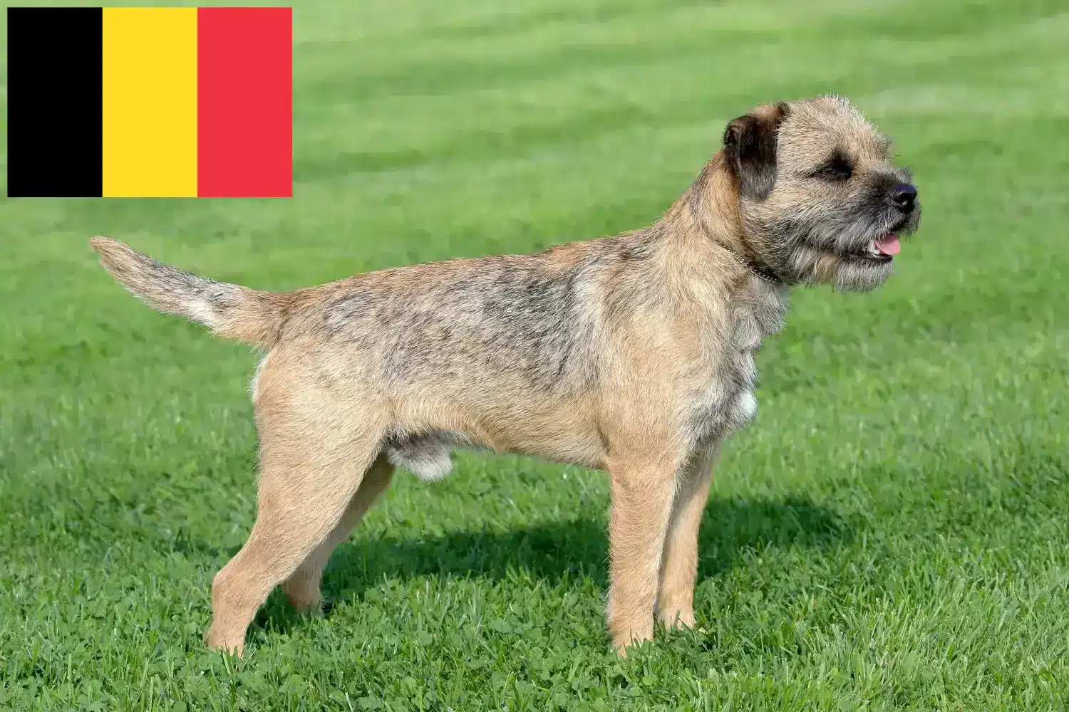 Border terrier kölykök és tenyésztők Belgium Borderterrier tenyésztők keresése Belgiumban.