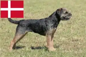 Read more about the article Borderterrier tenyésztők és kölykök Dániában