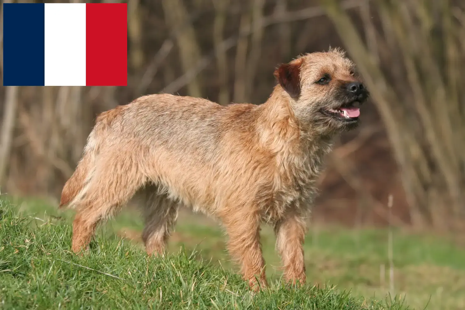 Border terrier kiskutyák és tenyésztők Franciaország Itt találhat Borderterrier tenyésztőket Franciaországban.