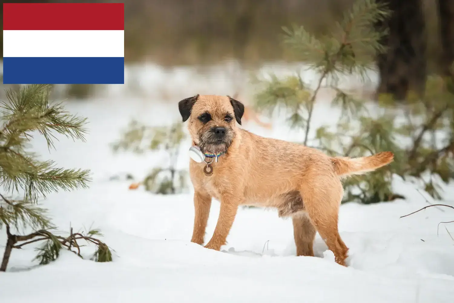 Border terrier kölykök és tenyésztők Hollandia Itt találhat Borderterrier tenyésztőket Hollandiában.