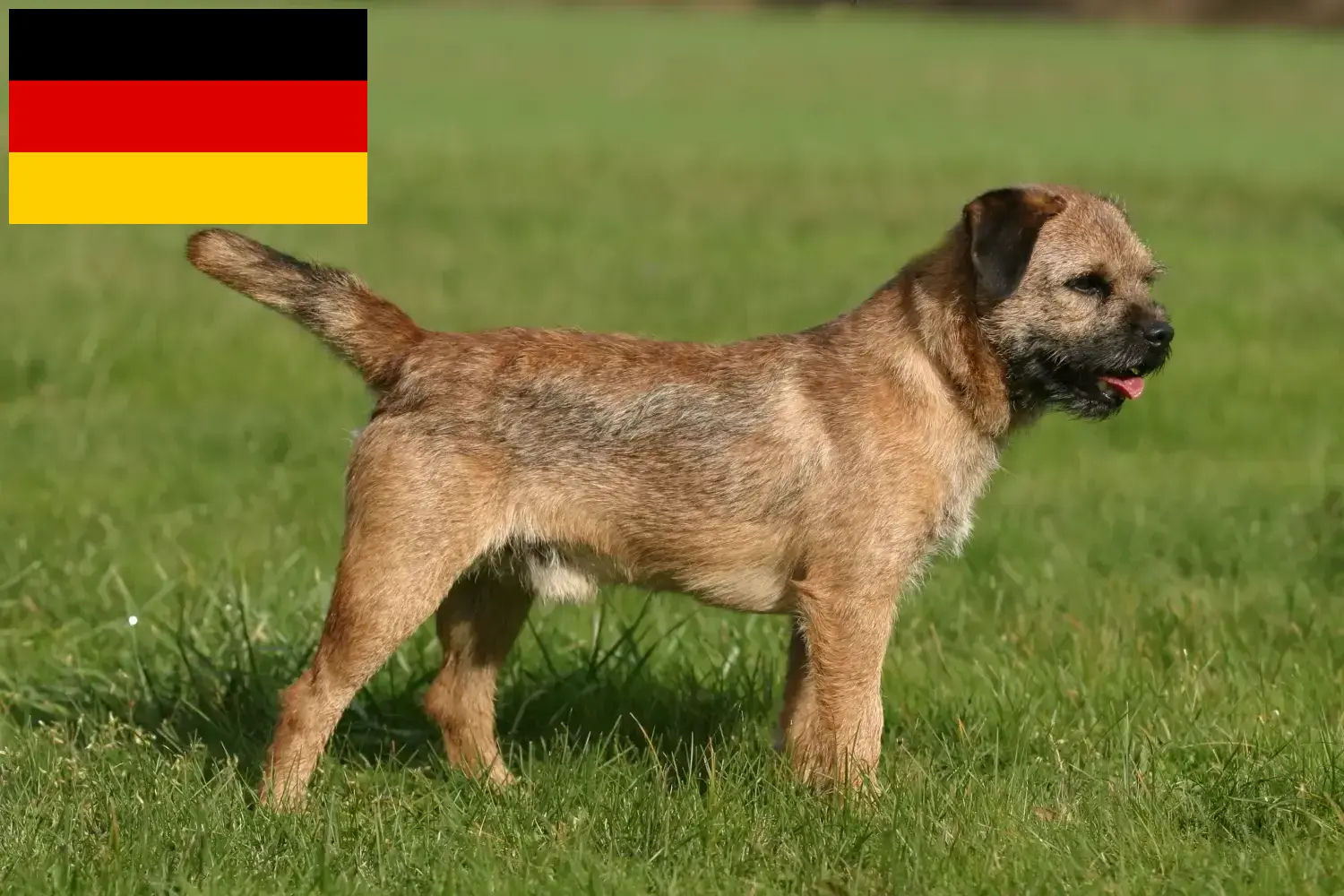 Border terrier kiskutyák és tenyésztők Németország Itt találhat Borderterrier tenyésztőket Németországban.