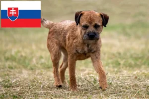 Read more about the article Borderterrier tenyésztők és kölykök Szlovákiában