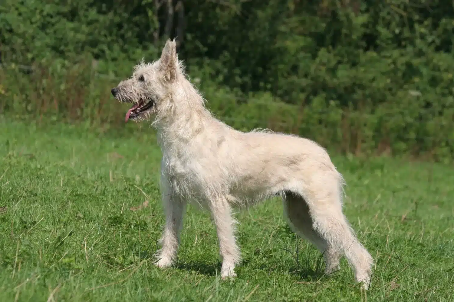 Bouvier des Ardennes kiskutyák és tenyésztők Keresse meg az Ön közelében lévő Bouvier des Ardennes tenyésztőket.