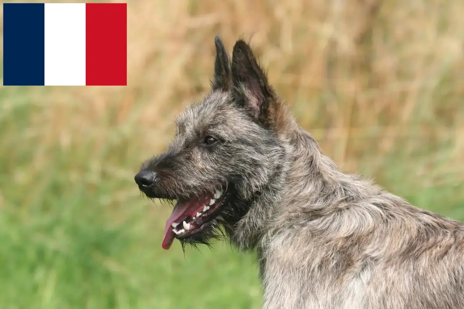 Bouvier des Ardennes kiskutyák és tenyésztők Franciaország Itt megtalálja a franciaországi Bouvier des Ardennes tenyésztőket.
