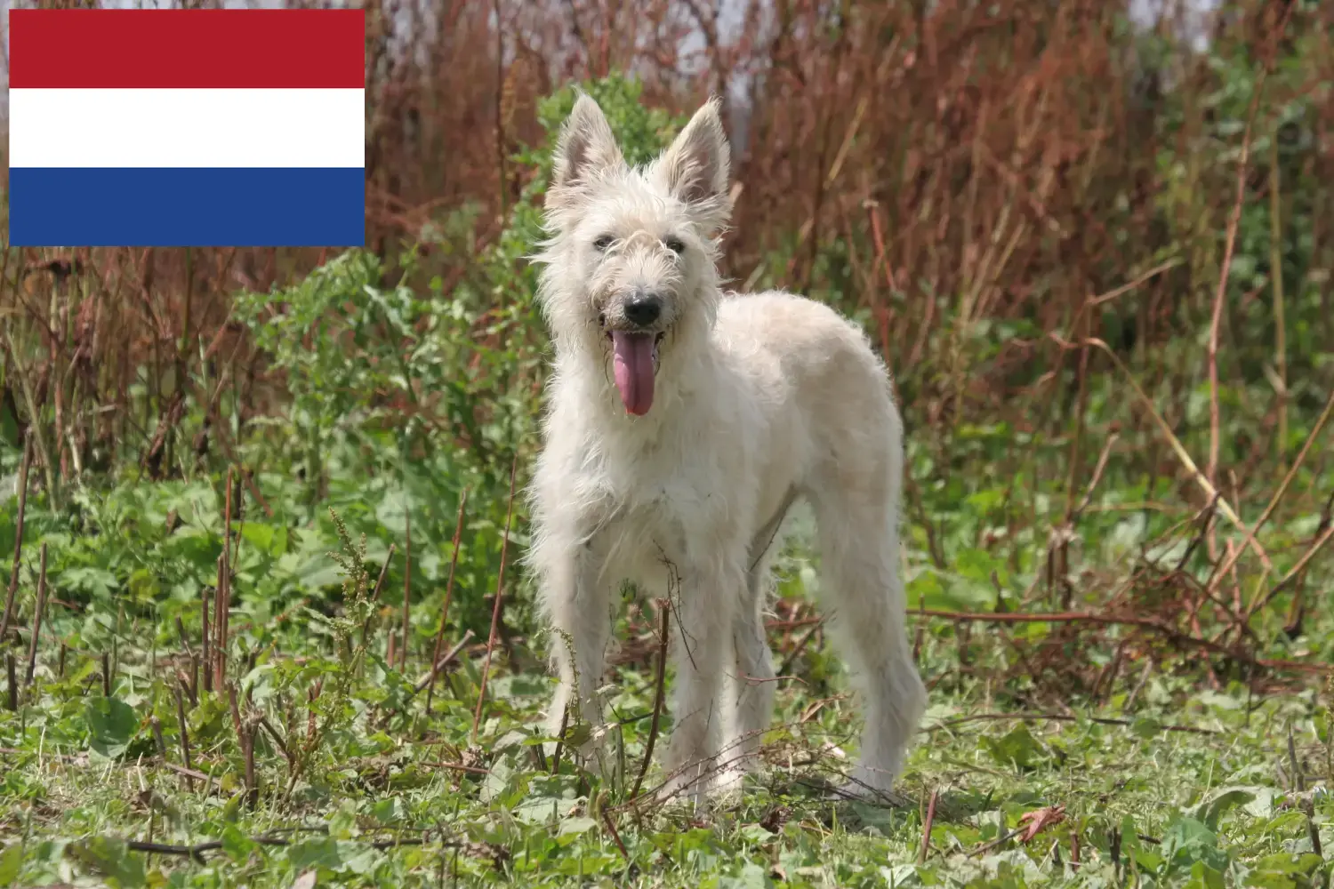 Bouvier des Ardennes kiskutyák és tenyésztők Hollandia Itt talál Bouvier des Ardennes tenyésztőket Hollandiában.