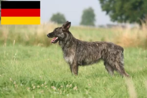 Read more about the article Bouvier des Ardennes tenyésztők és kiskutyák Németországban