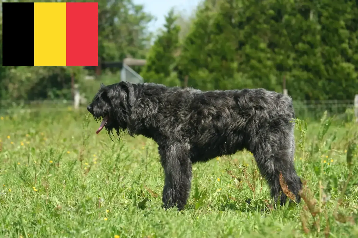 Bouvier des Flandres kiskutyák és tenyésztők Belgium Itt talál Bouvier des Flandres tenyésztőket Belgiumban.