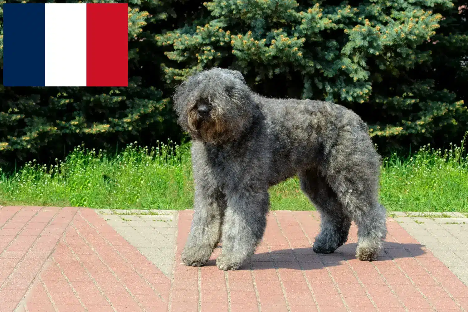 Bouvier des Flandres kiskutyák és tenyésztők Franciaország Itt megtalálja a franciaországi Bouvier des Flandres tenyésztőket.