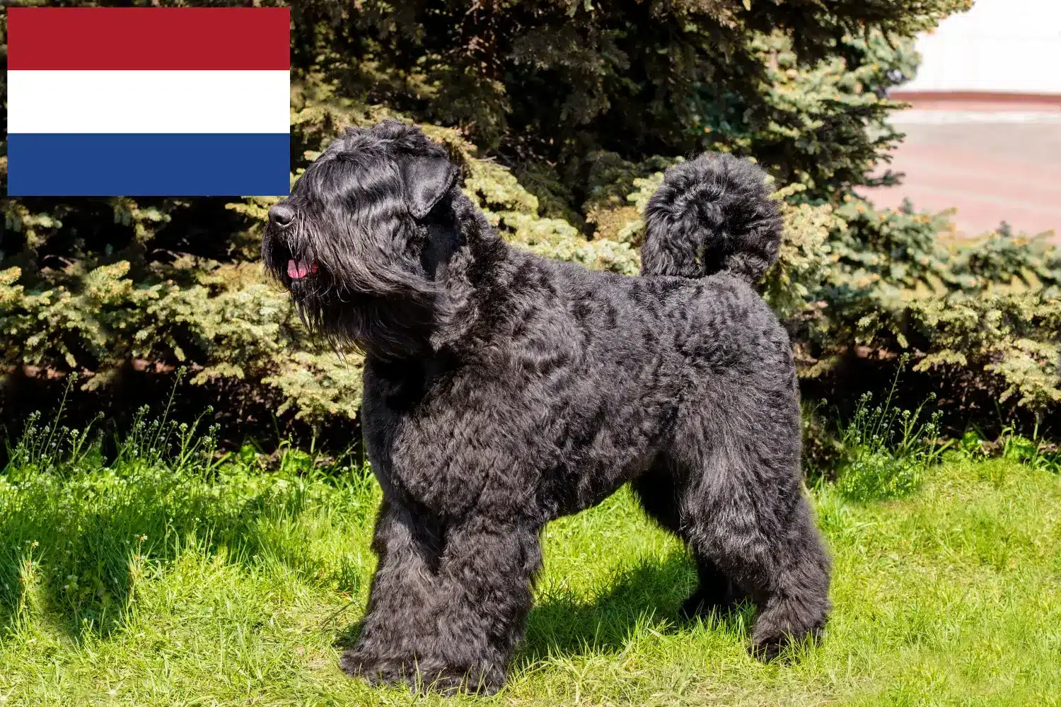 Bouvier des Flandres kiskutyák és tenyésztők Hollandia Itt talál Bouvier des Flandres tenyésztőket Hollandia területén.