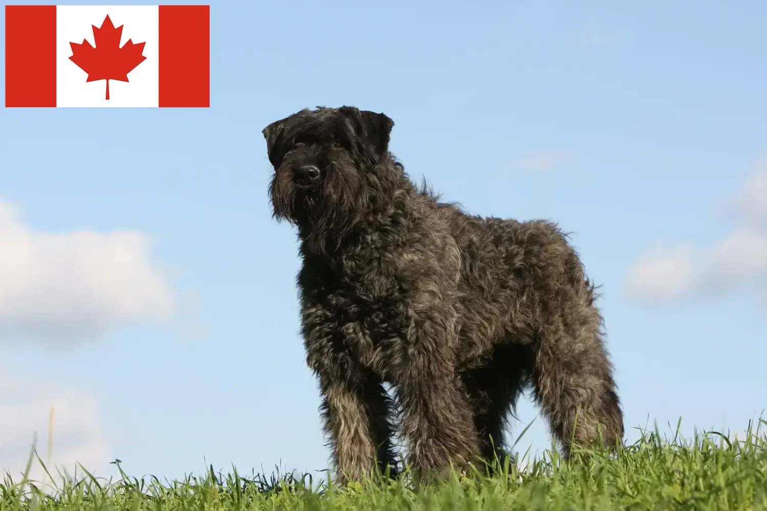 Bouvier des Flandres kiskutyák és tenyésztők Kanada Itt talál Bouvier des Flandres tenyésztőket Kanadában.