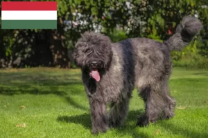 Read more about the article Bouvier des Flandres tenyésztők és kiskutyák Magyarországon
