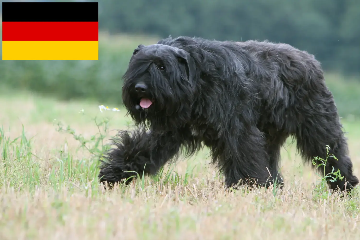 Bouvier des Flandres kiskutyák és tenyésztők Németország Itt megtalálja a németországi Bouvier des Flandres tenyésztőket.