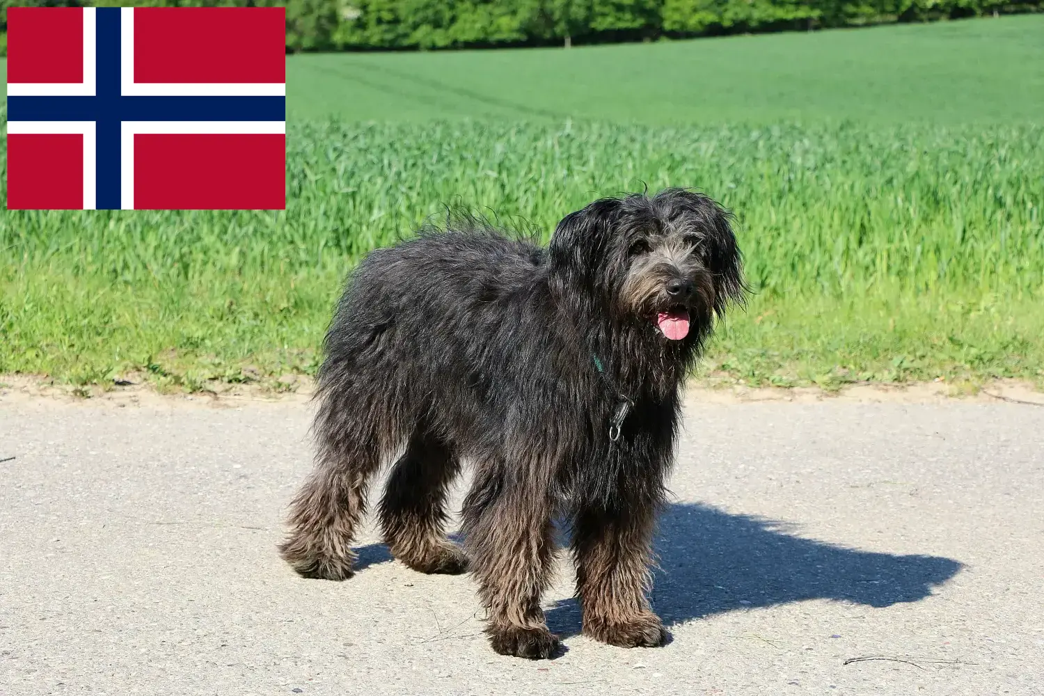 Bouvier des Flandres kiskutyák és tenyésztők Norvégia Itt talál Bouvier des Flandres tenyésztőket Norvégiában.