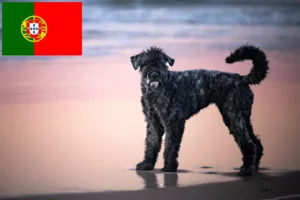 Read more about the article Bouvier des Flandres tenyésztők és kiskutyák Portugáliában