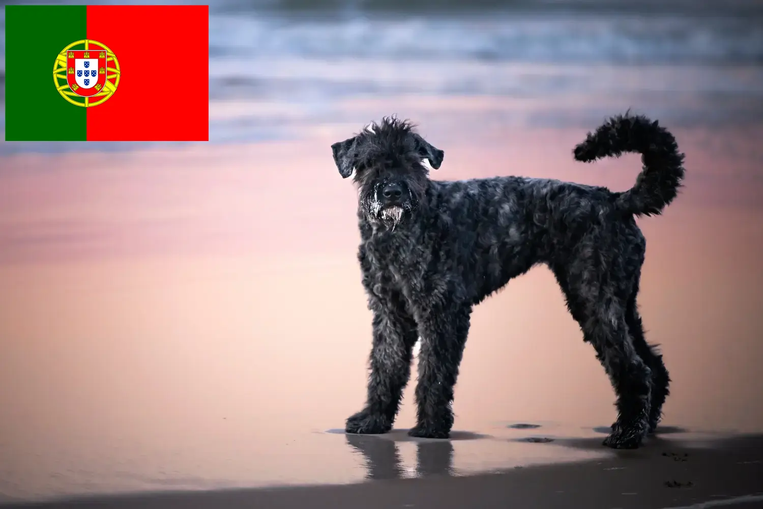 Bouvier des Flandres kiskutyák és tenyésztők Portugália Itt talál Bouvier des Flandres tenyésztőket Portugáliában.
